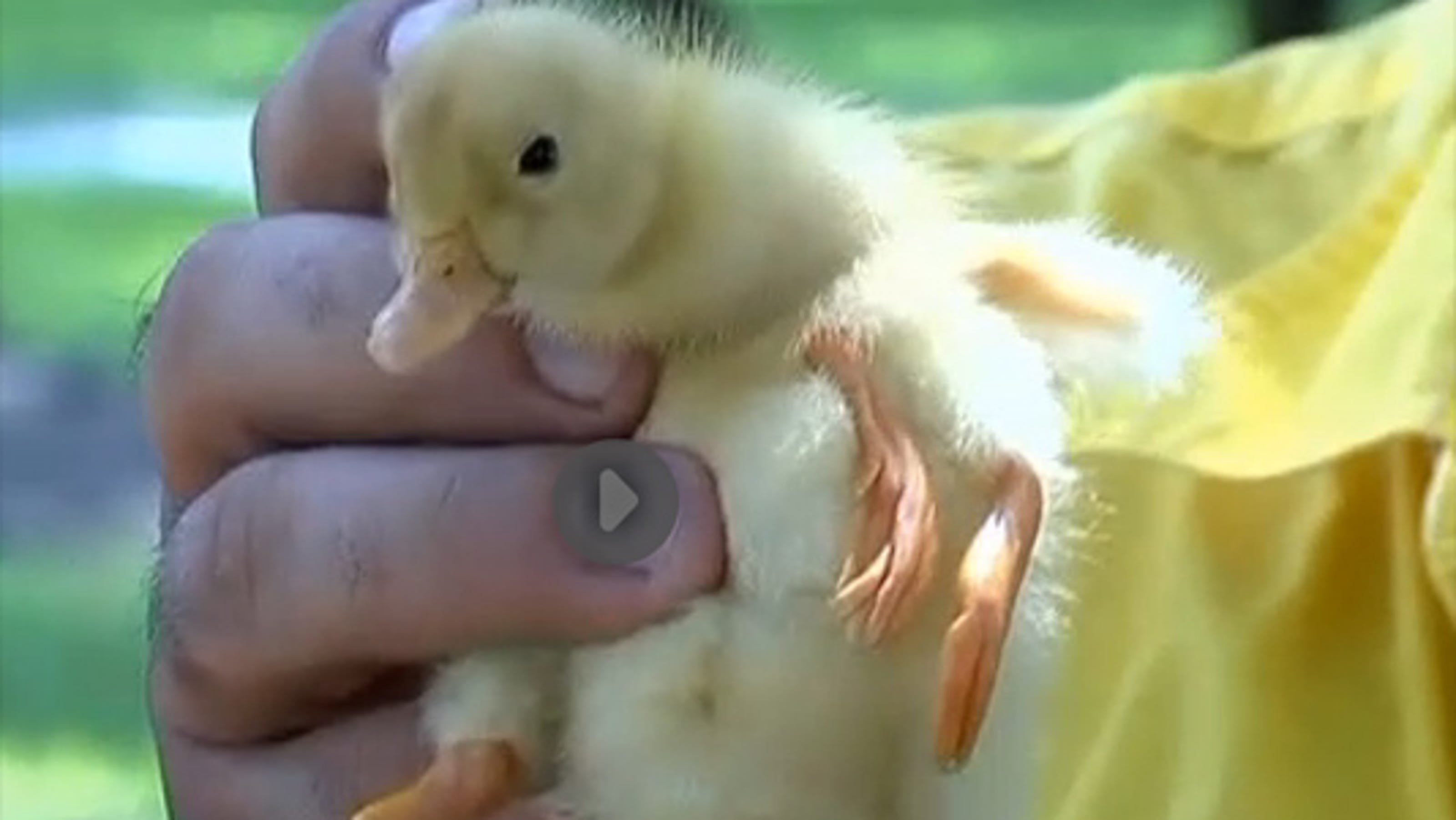 4 legged duck plush