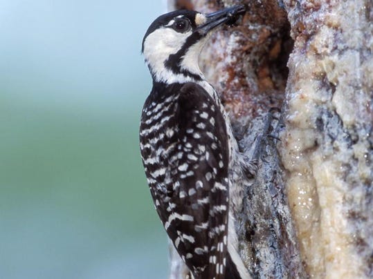 Birding: Red-cockaded Woodpecker