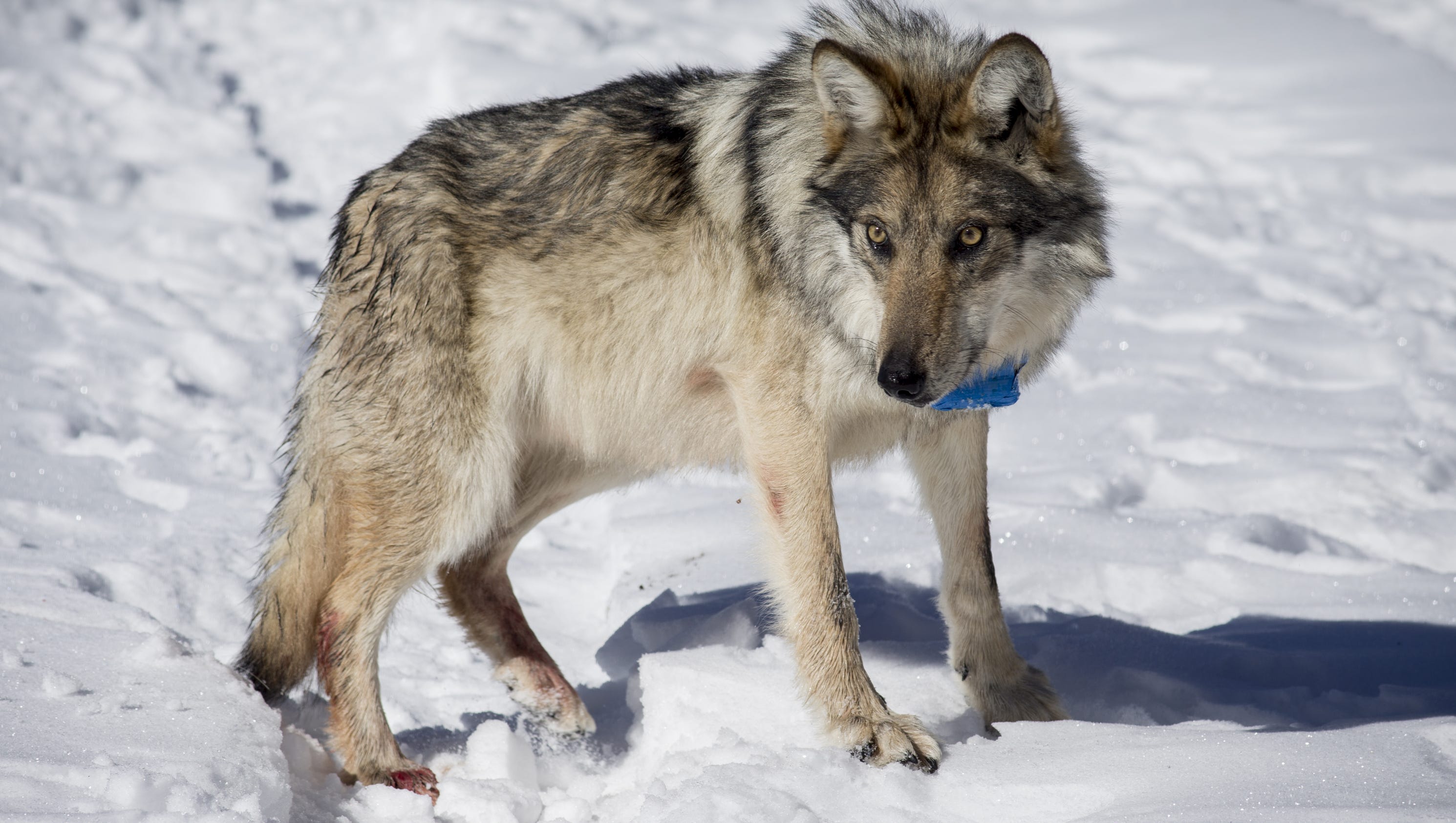 Mexican gray wolf population hits high of 113 in wilds of Arizona, New