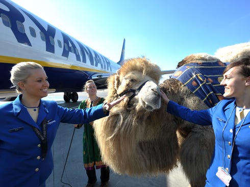 Flight attendants pet camel 