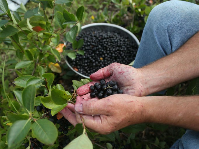 Aronia berry farmer Bob Pertzborn started growing the antioxidant when his wife Kathy began talking about the health benefits of the perennial plant. Wednesday, Aug. 27, 2014.