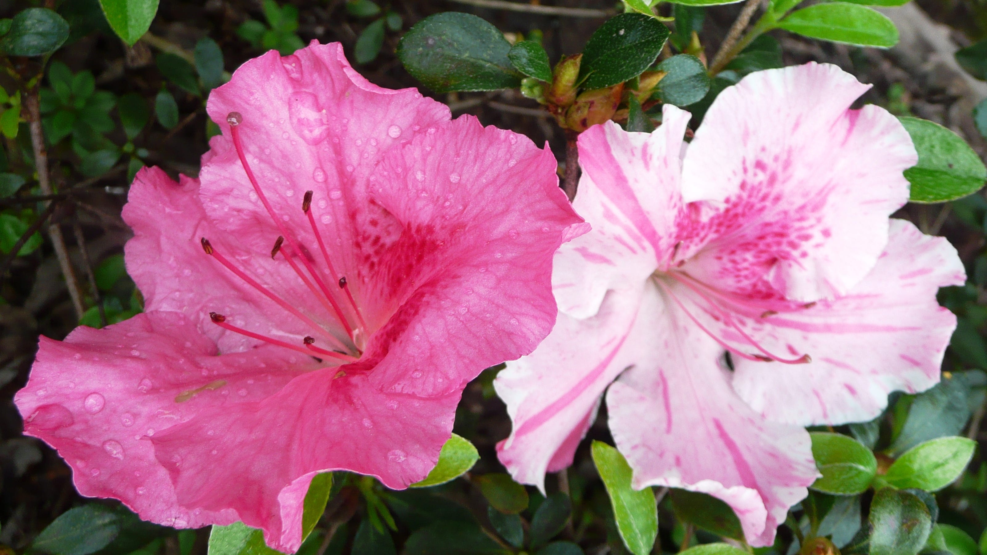 fall-blooming-azaleas-include-robin-hill-encore