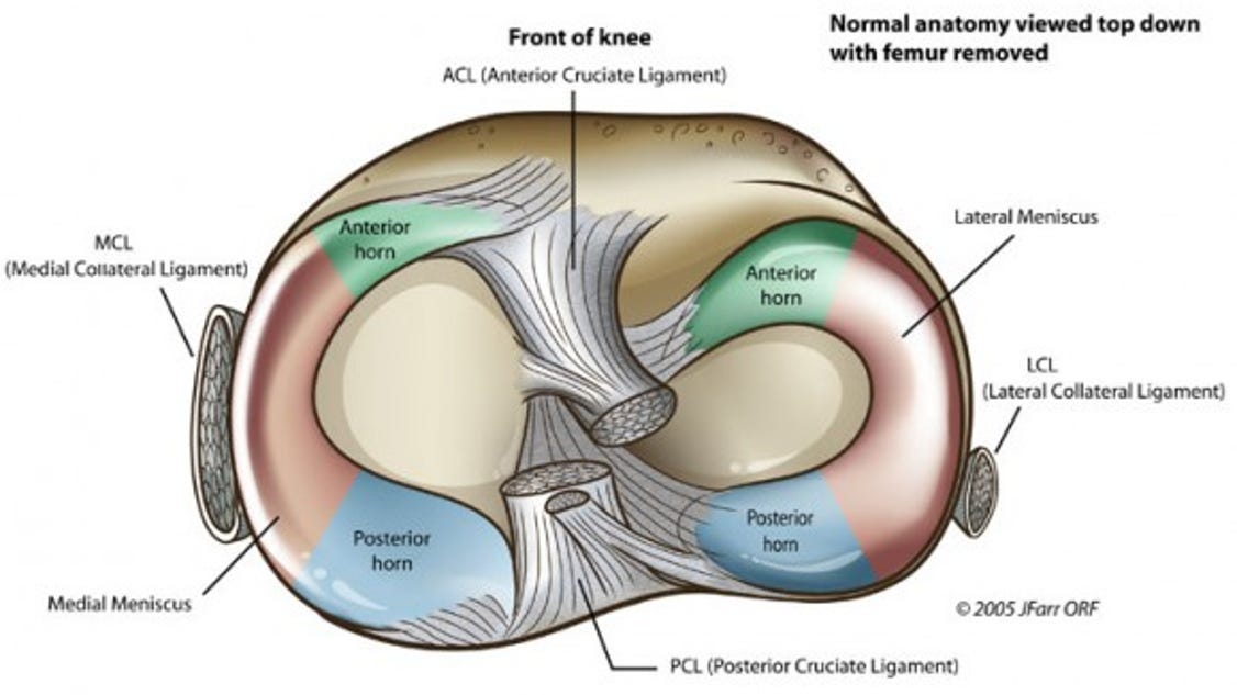 The Injury Zone Basic Anatomy And Function Of The Meniscus