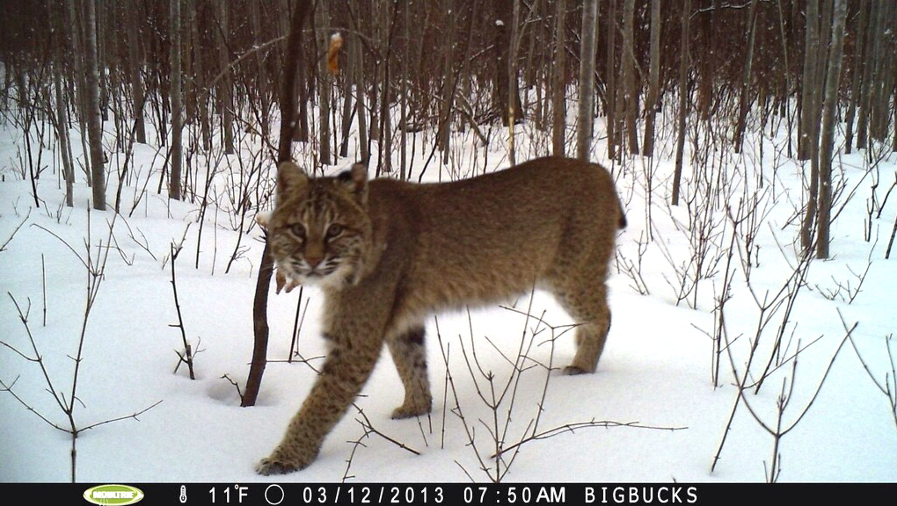 Bobcats in Wisconsin