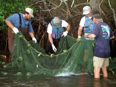 In this file photo from April 1998, scientists from Florida's Department of Environmental Protection use a net to take fish samples in the Indian River Lagoon near Jensen Beach., Fla.