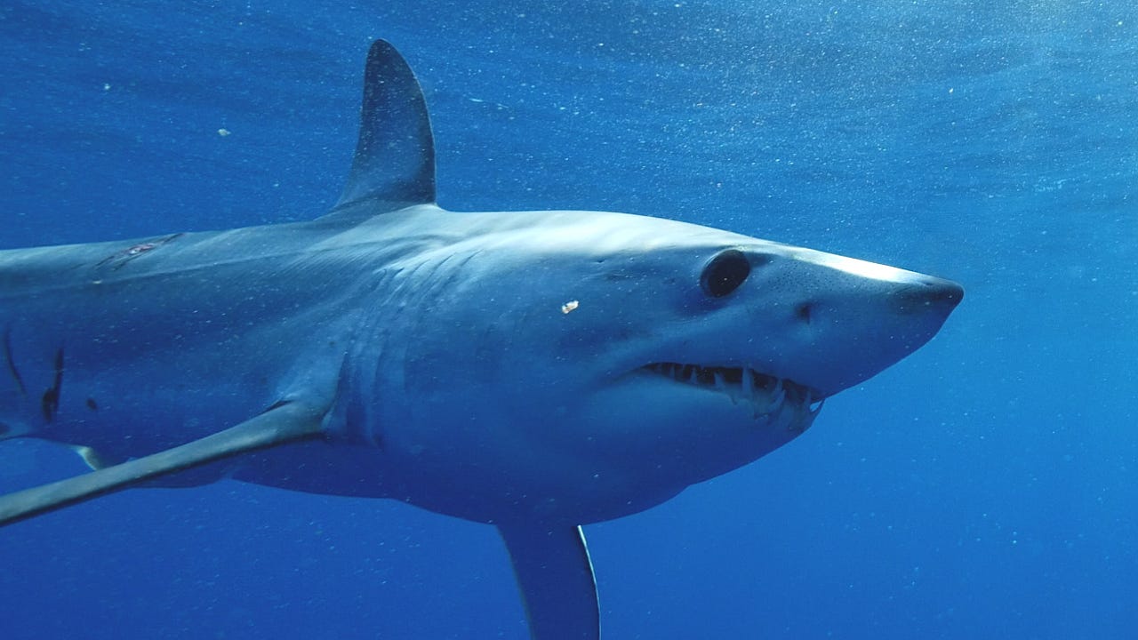 U.S. will ban the sale of shark fins - The Washington Post