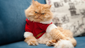 Garfi relaxing in a red winter coat.