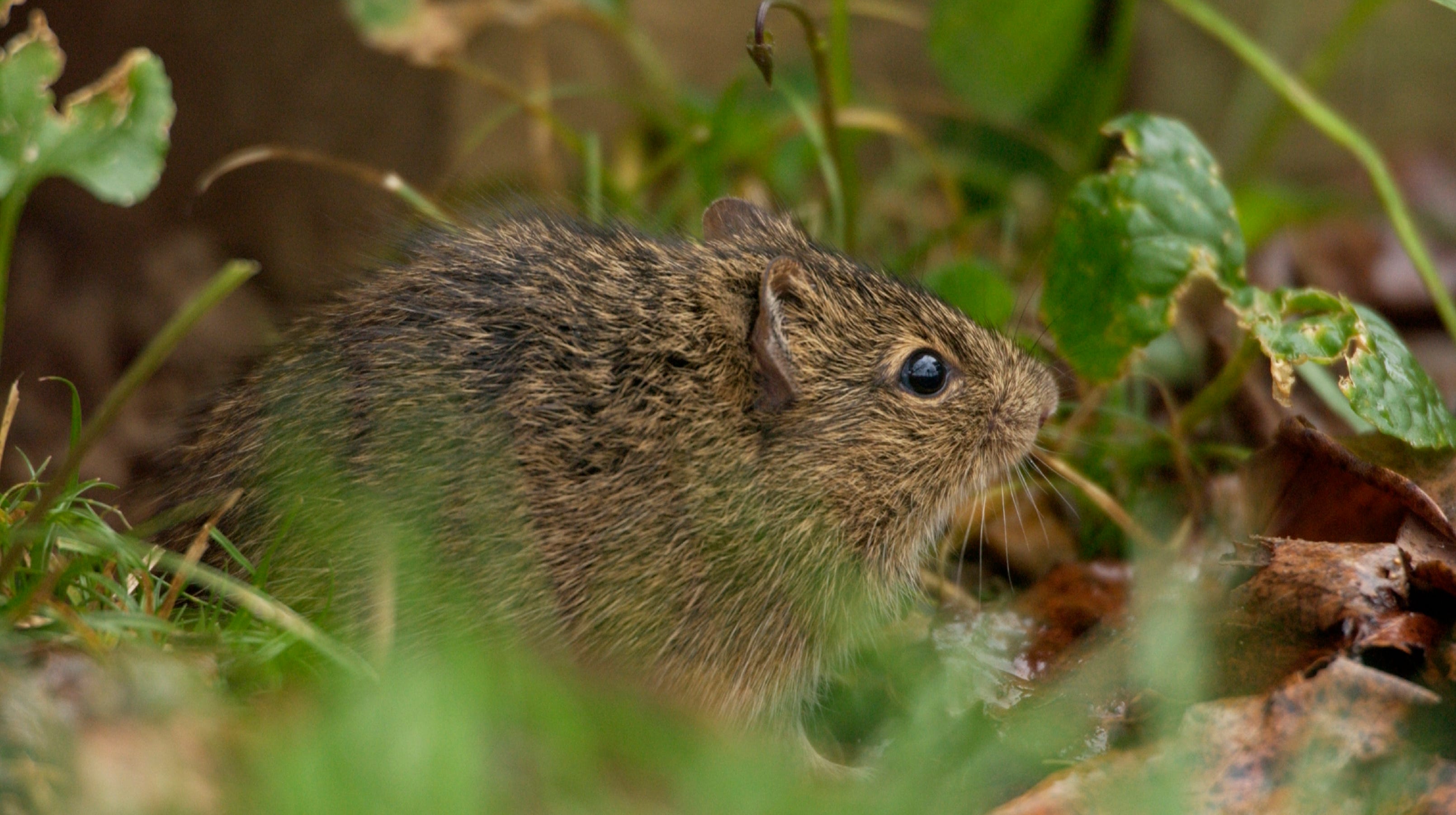 eastern-wood-rat-neotama-floridana