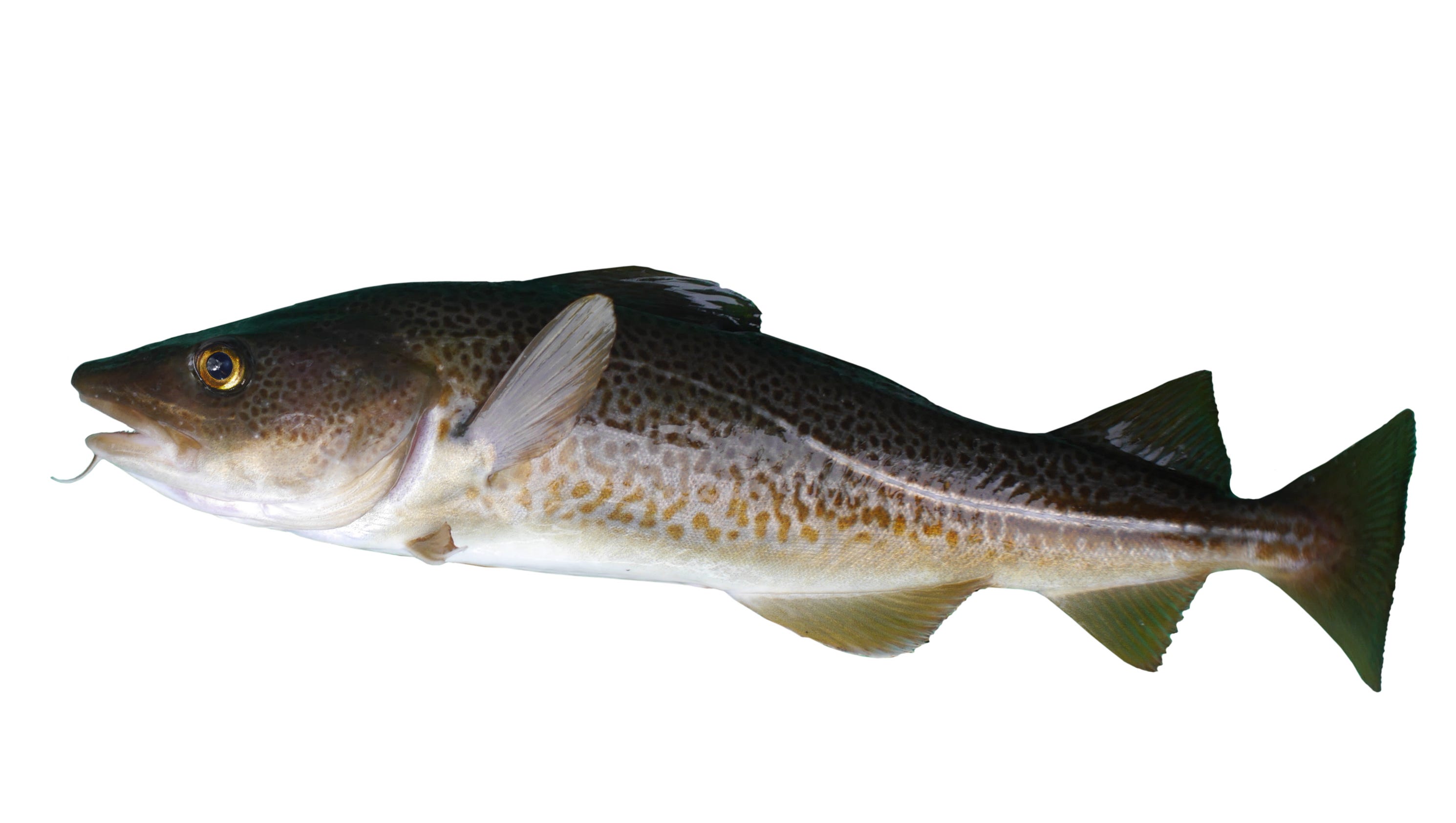 Can fish have regional accents? These cod do, scientists say
