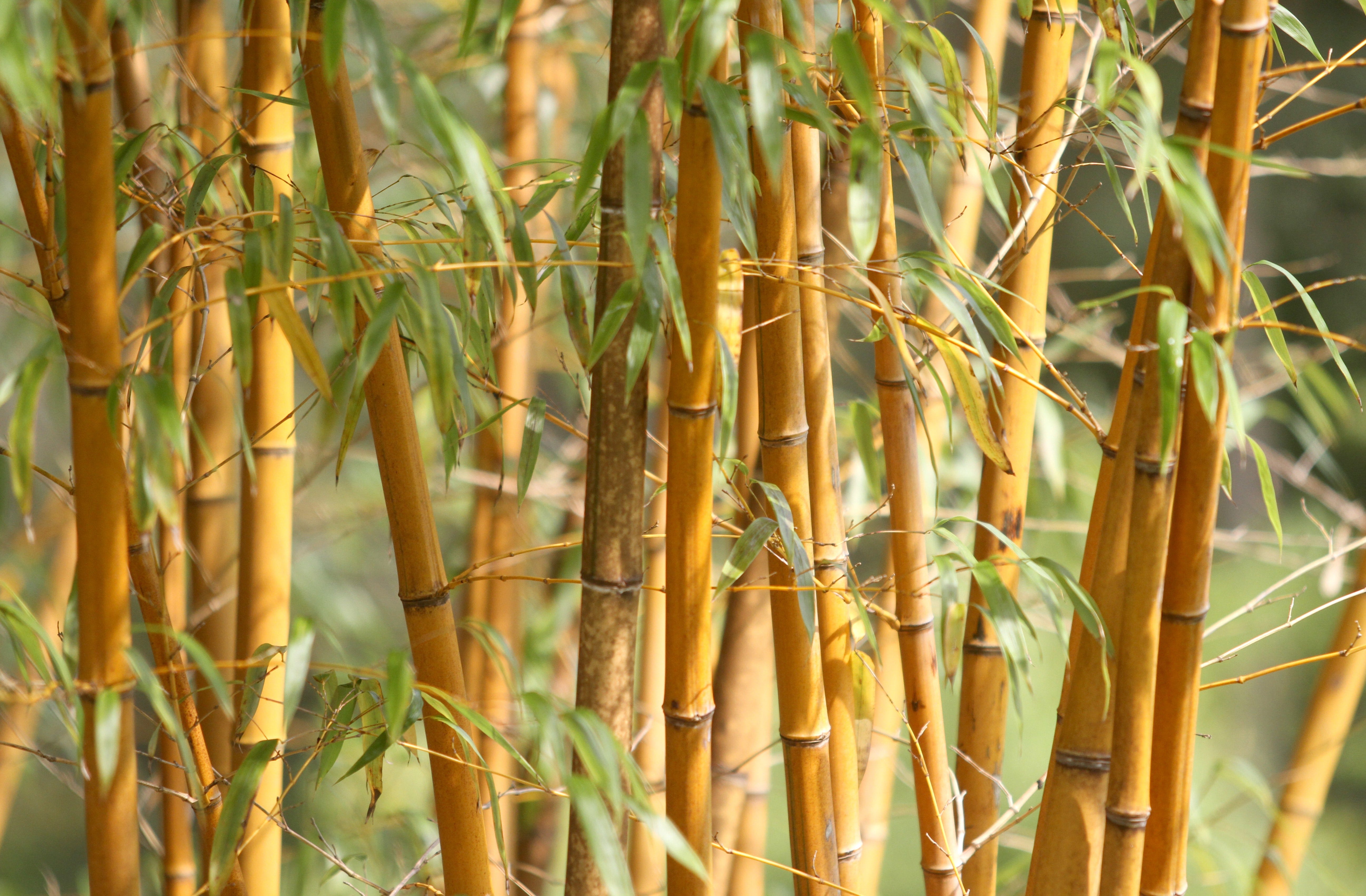 Asian bamboo porn star
