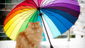 Garfi with a colorful umbrella.