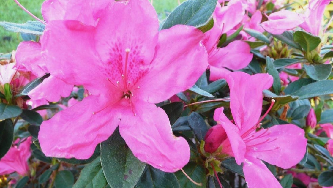 Fall-blooming azaleas include Robin Hill, Encore