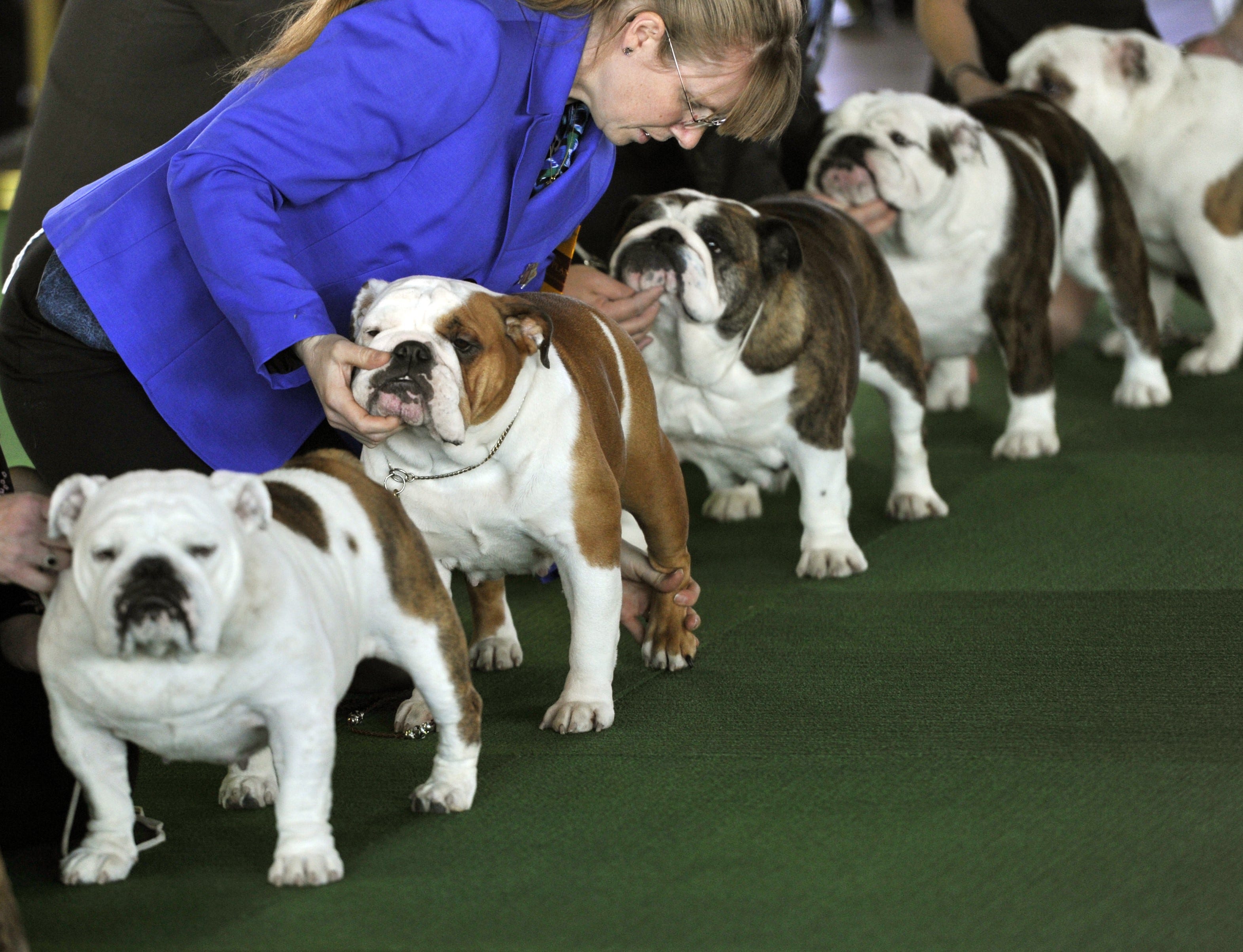 Westminster Dog Show Breed, winners, Best pics in Show FallinPets