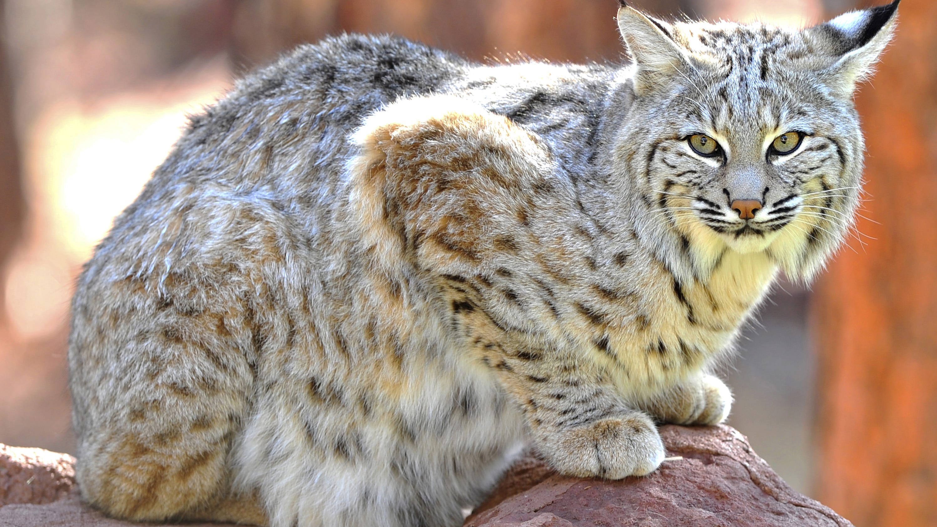 Missing pet bobcat removed from New Jersey home