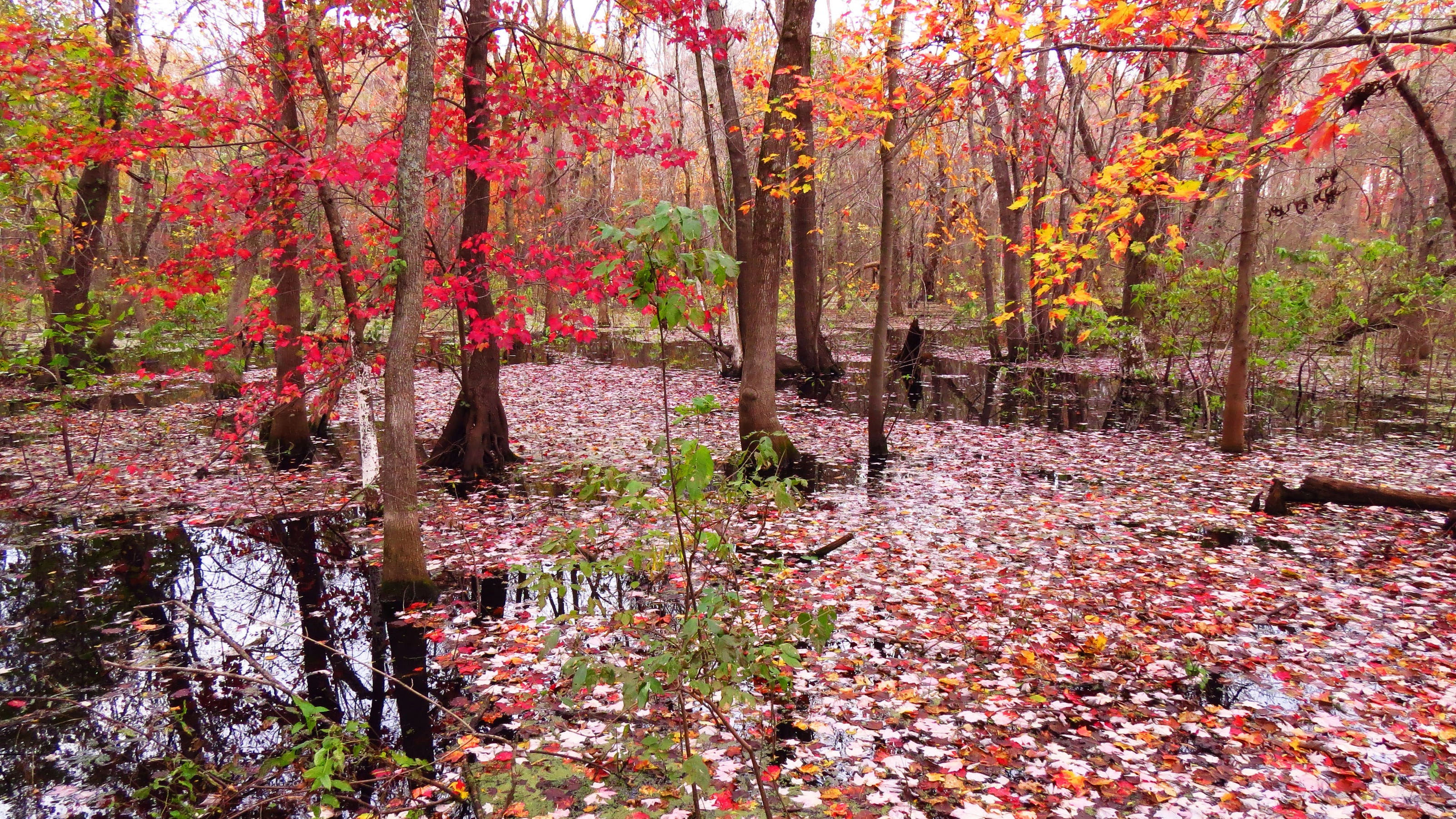 Fall colors peak in Missouri