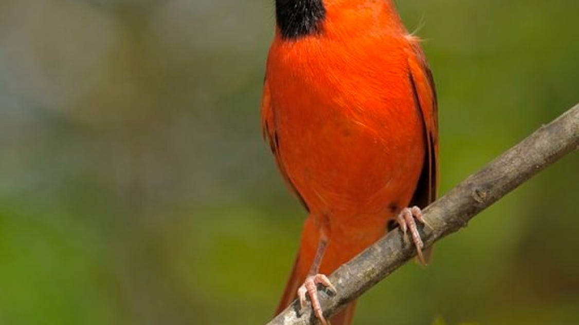 mississippi-louisiana-have-wealth-of-colorful-birds