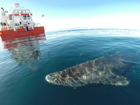 A Greenland shark near the surface after its release