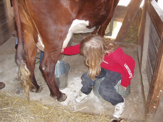 Why Milking A Cow Is An Educational Asset
