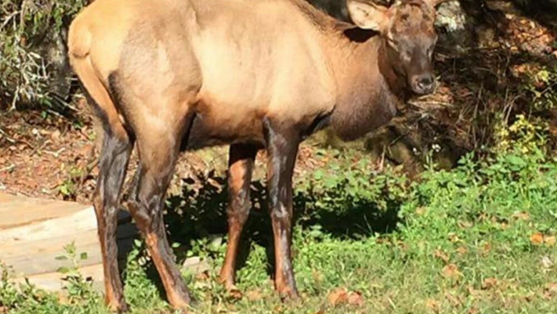 S.C. has first elk sighting in more than 2 centuries