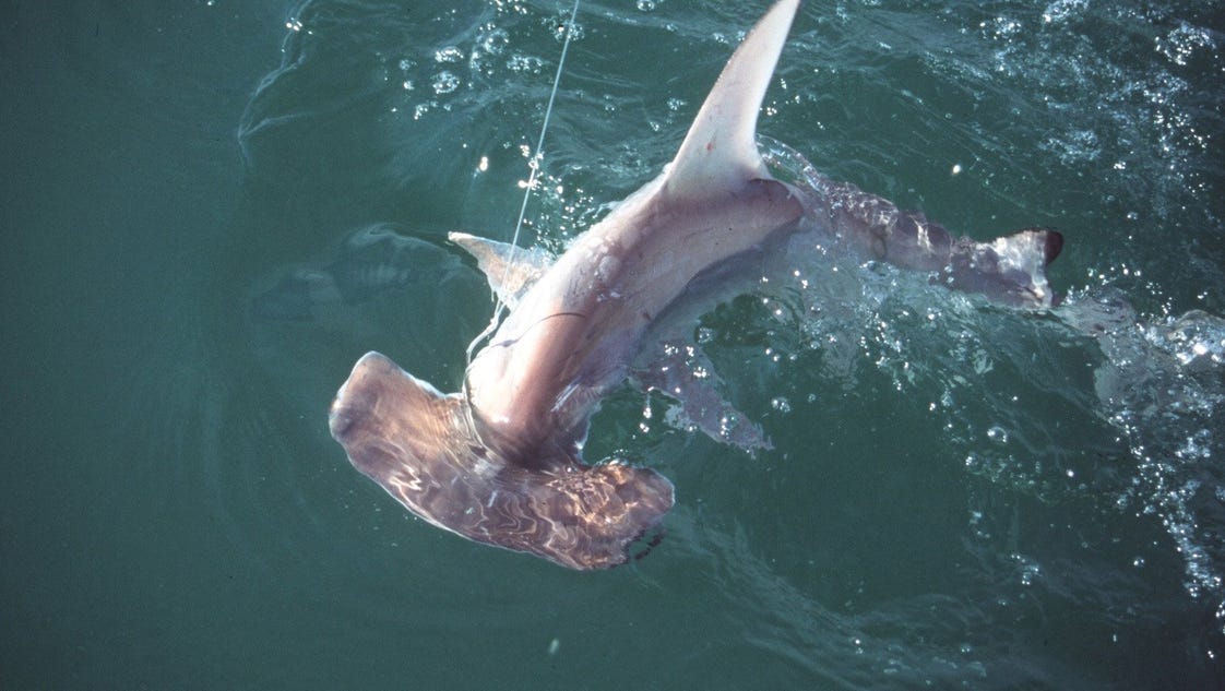 hammer head shark teddy