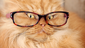 Garfi in glasses gives a disapproving glare.