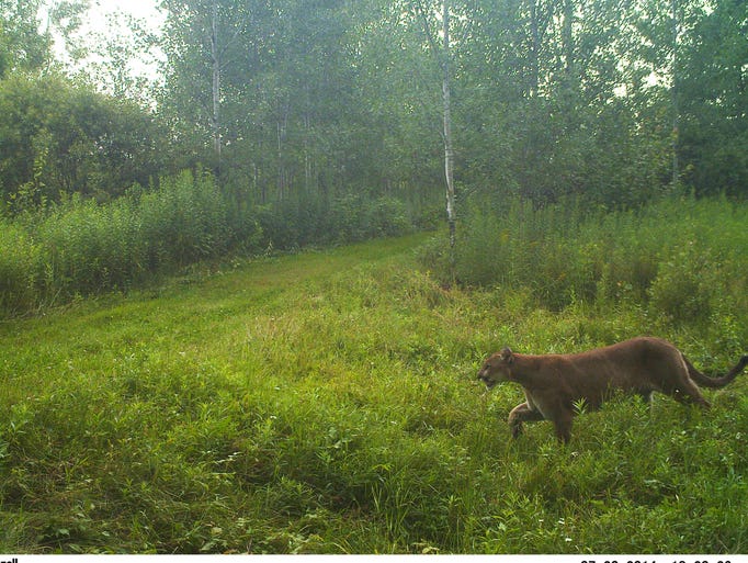 Update Dnr Confirms Two Cougar Sightings 