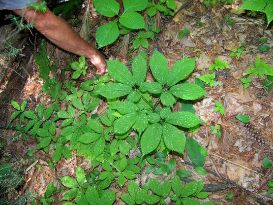 Ginseng is found in the forests of the Western North Carolina. (Photo 