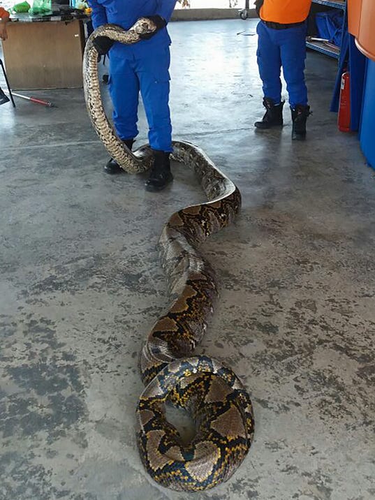 26-foot-long-python-might-be-longest-snake-ever-caught