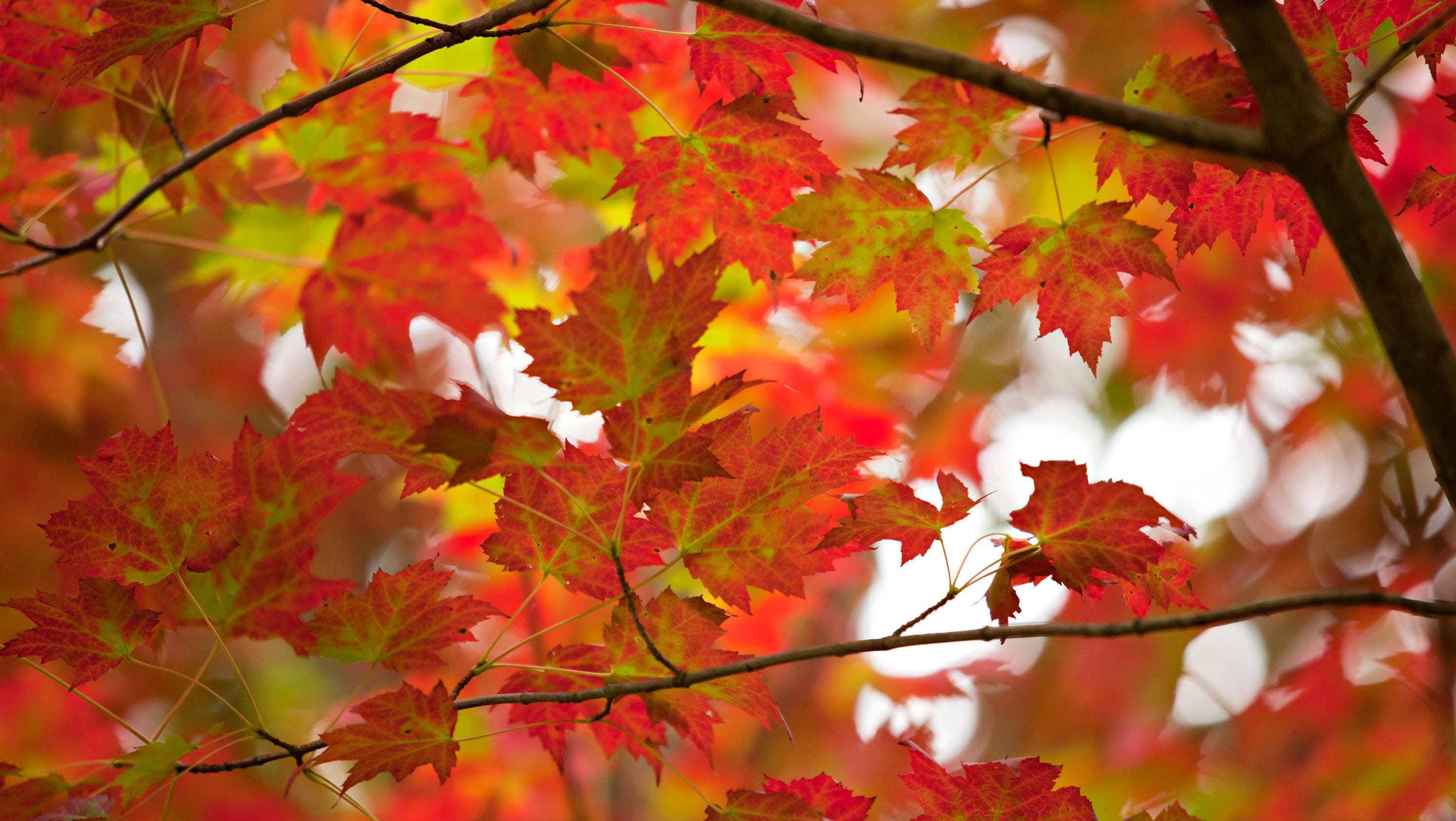 A Vermont photographer's guide to leafpeeping