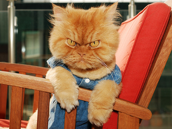grumpy cat good imgur
