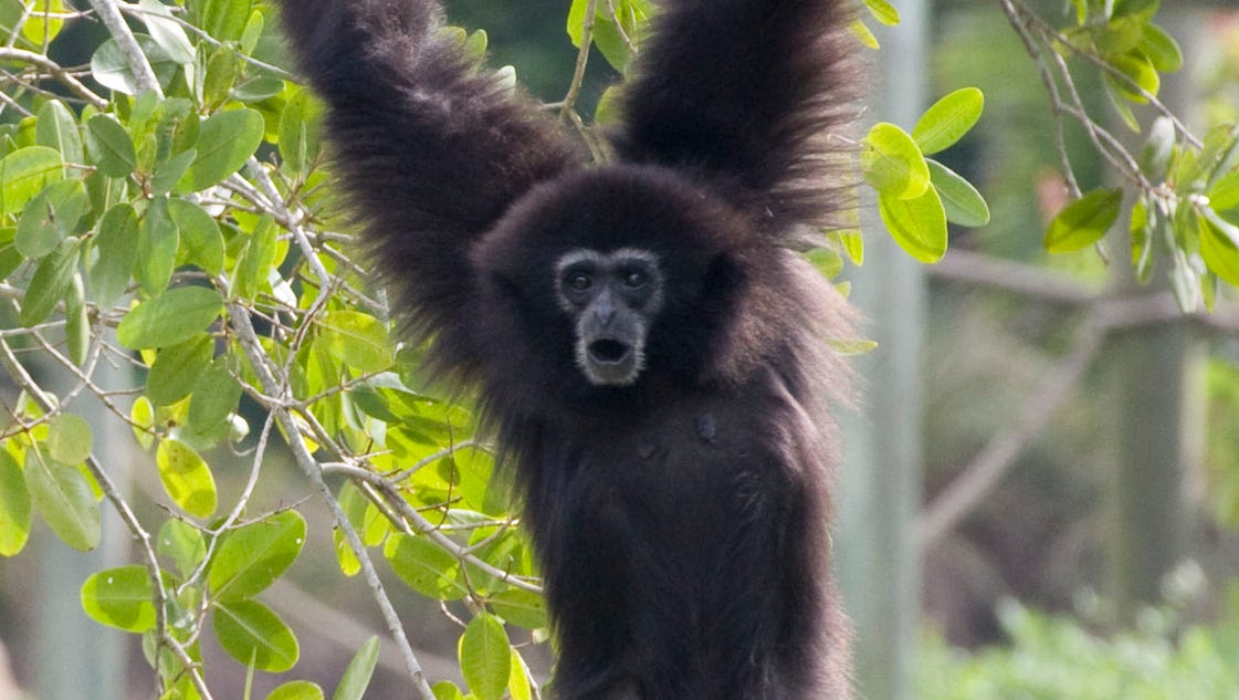 Missing gibbon found dead Thursday in Naples Zoo lake - Naples Daily News