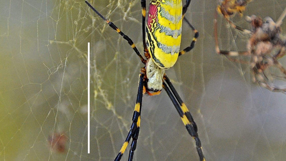 spider-species-makes-1st-u-s-appearance-in-georgia