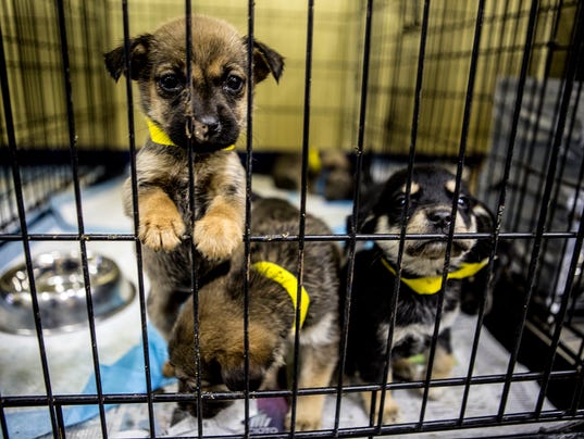 Humane Society Rescues 62 Puppies