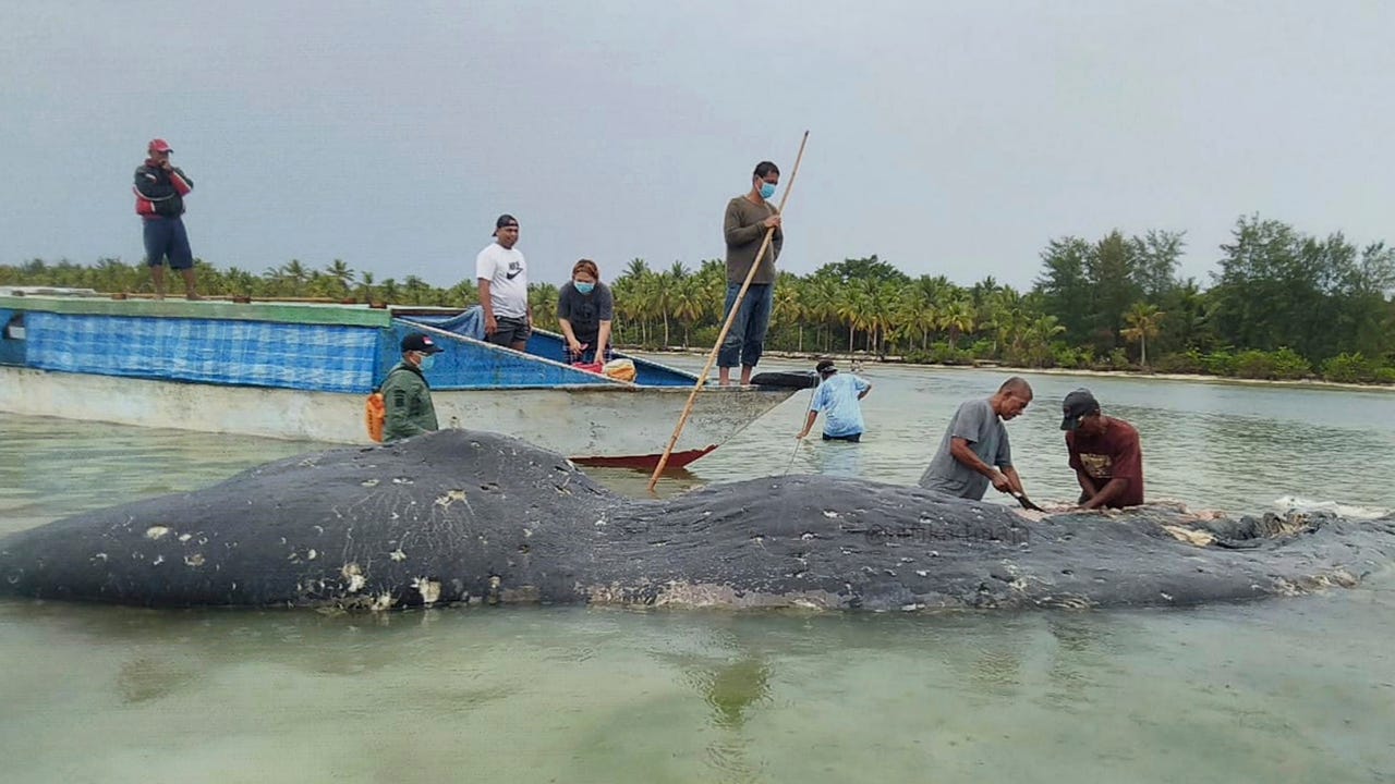 10 whales dead, dozens stranded on Indonesia's Java island - National