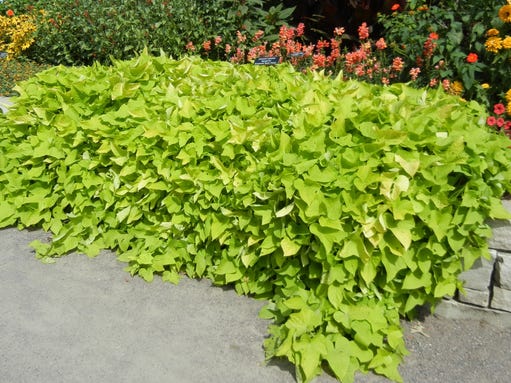 Planting Tip Ground Covers Grow Where Turf Wont Go 5487