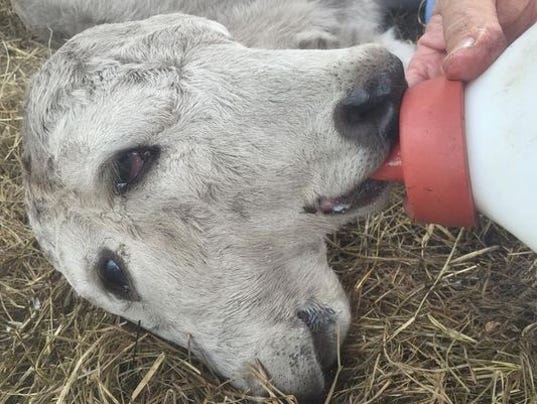 Rare Two Headed Calf Named Annabel Born