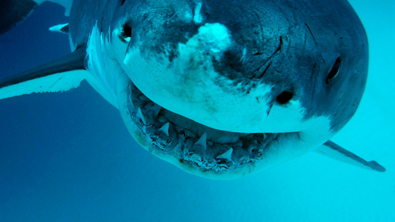From Jaws to Mary Lee, a new way to look at sharks