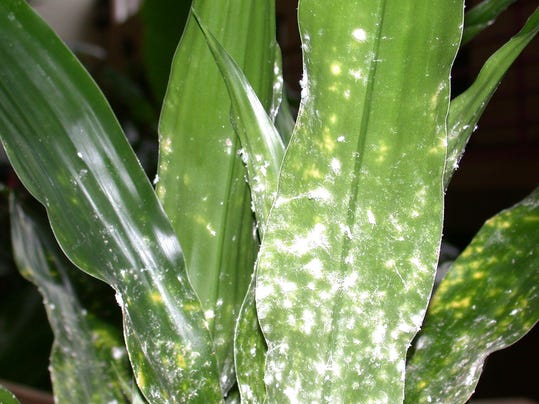 Control indoor plant pests early