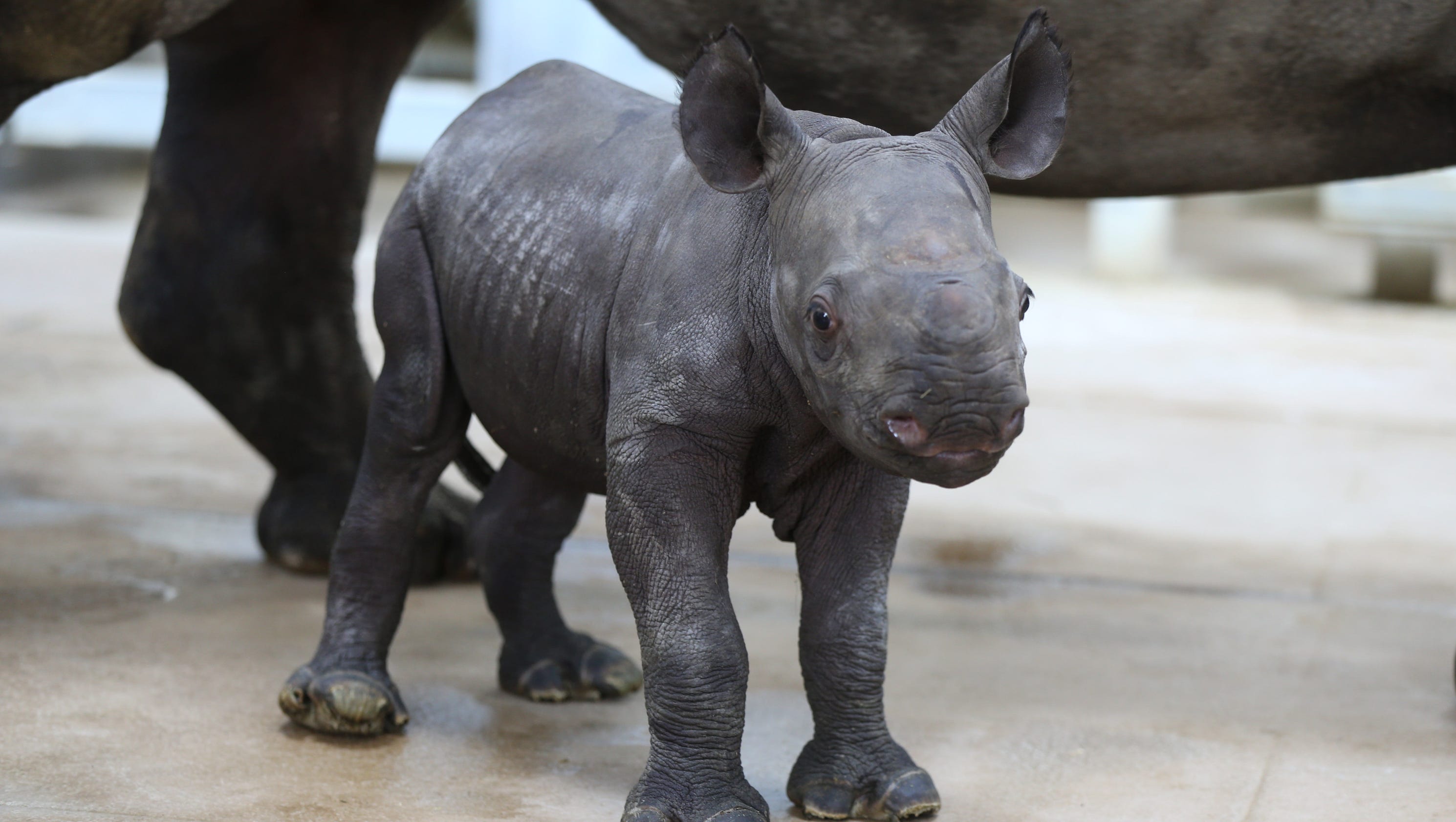 the-5-baby-rhino-memes-you-need-in-your-life-right-now