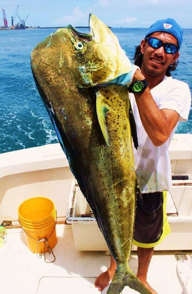 Ready to use a spear? These Mahi-mahi caught in the Bahamas are HUGE.