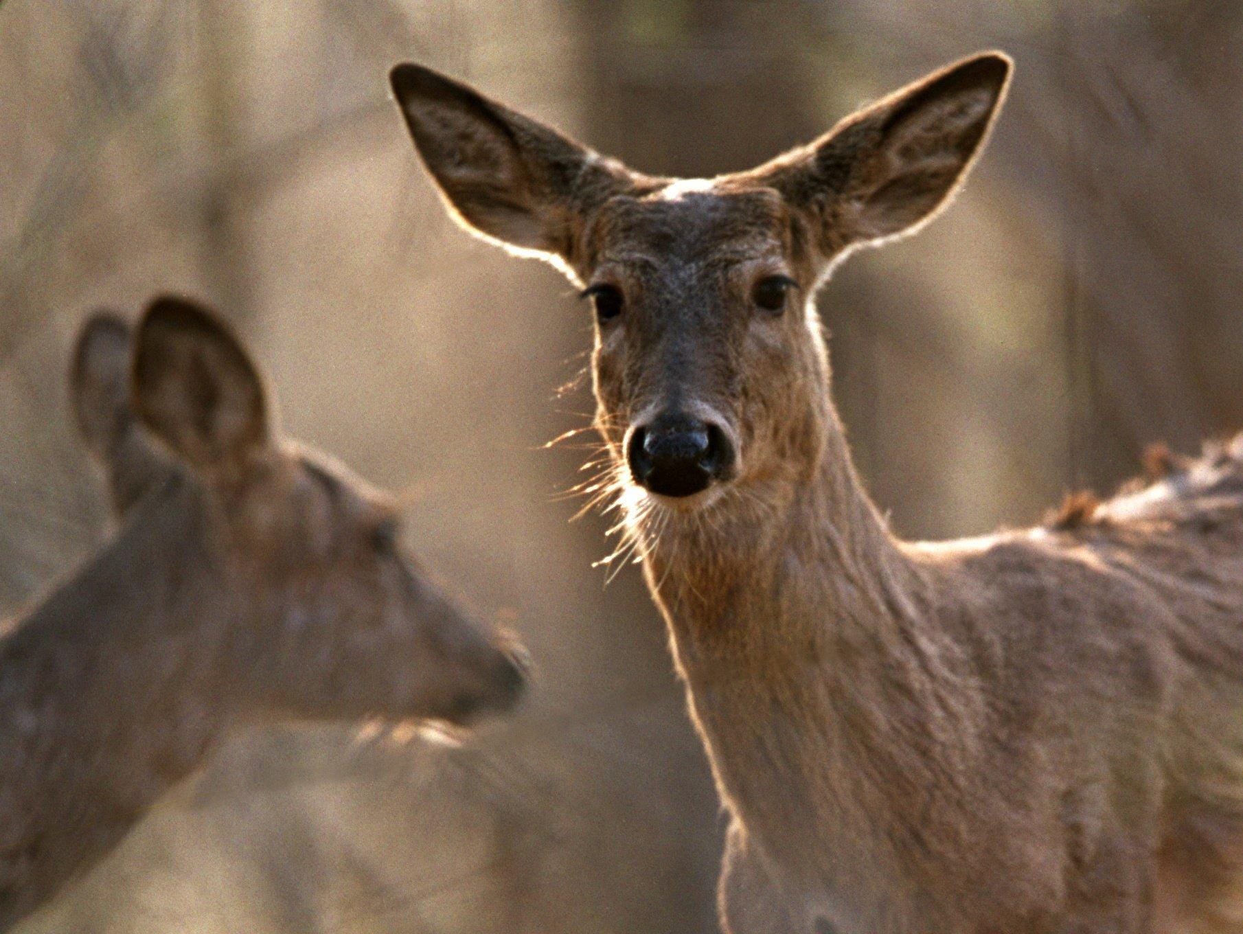 can-chronic-wasting-disease-spread-to-humans-scientists-think-it-s-not