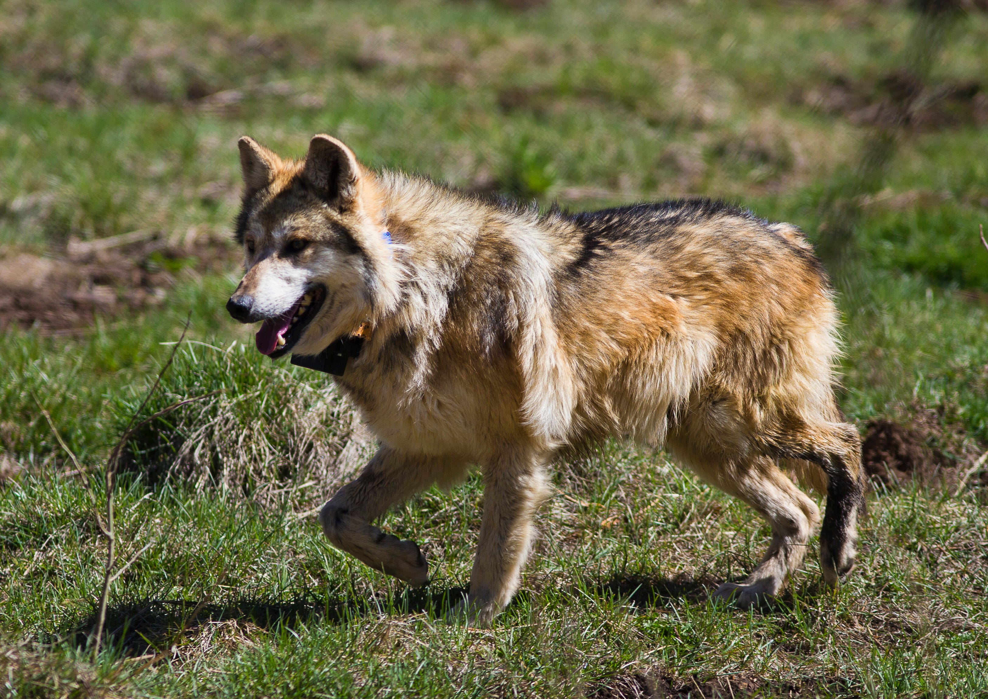 Canis Lupus 101: What If There Were No Mexican Gray Wolves In Arizona?