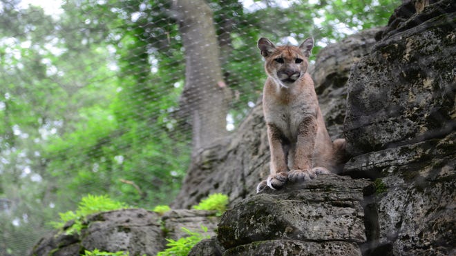 Mountain lion cubs are newest residents of Bergen County Zoo