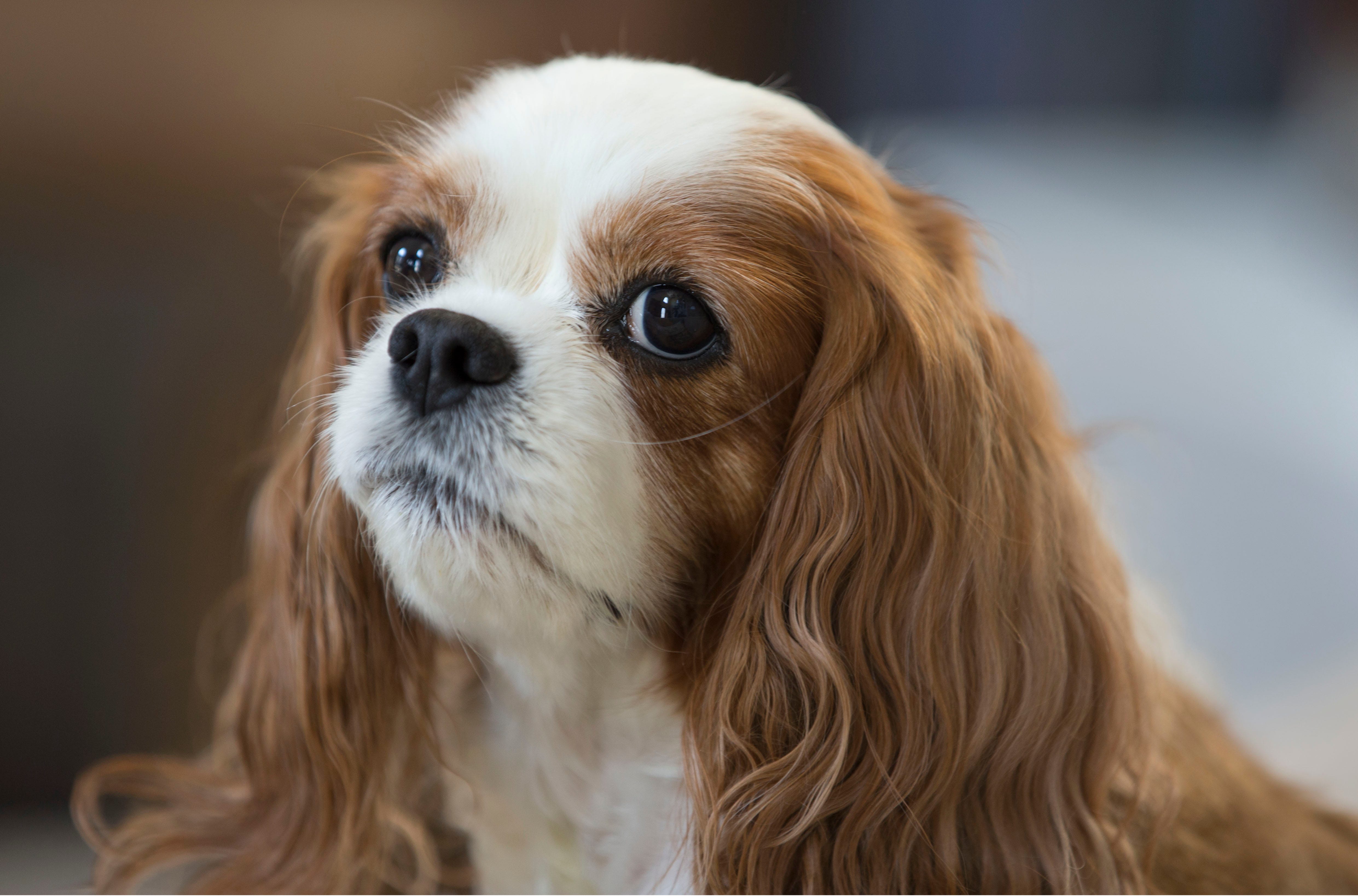 king charles spaniel peeing in house