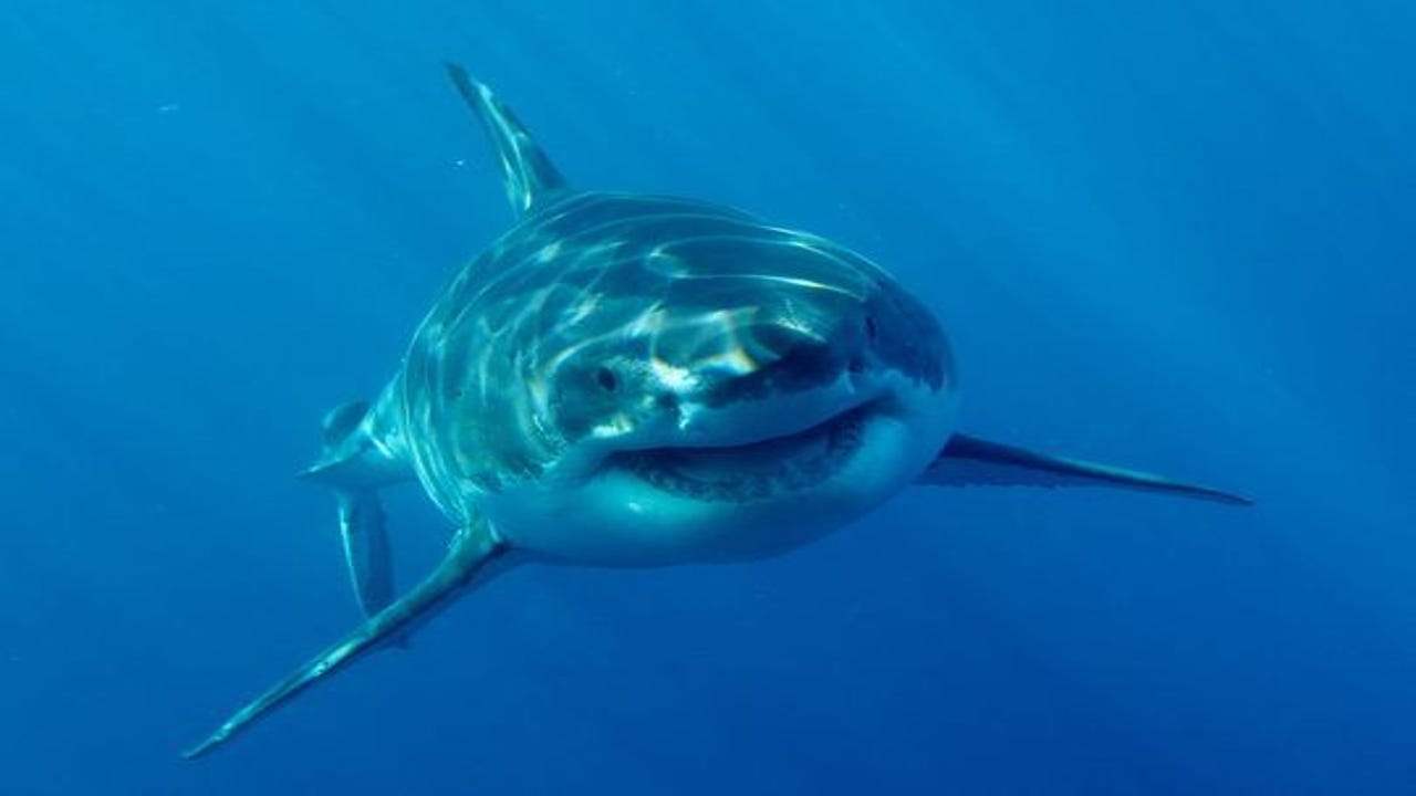 Tiger Shark vs. Great White Shark