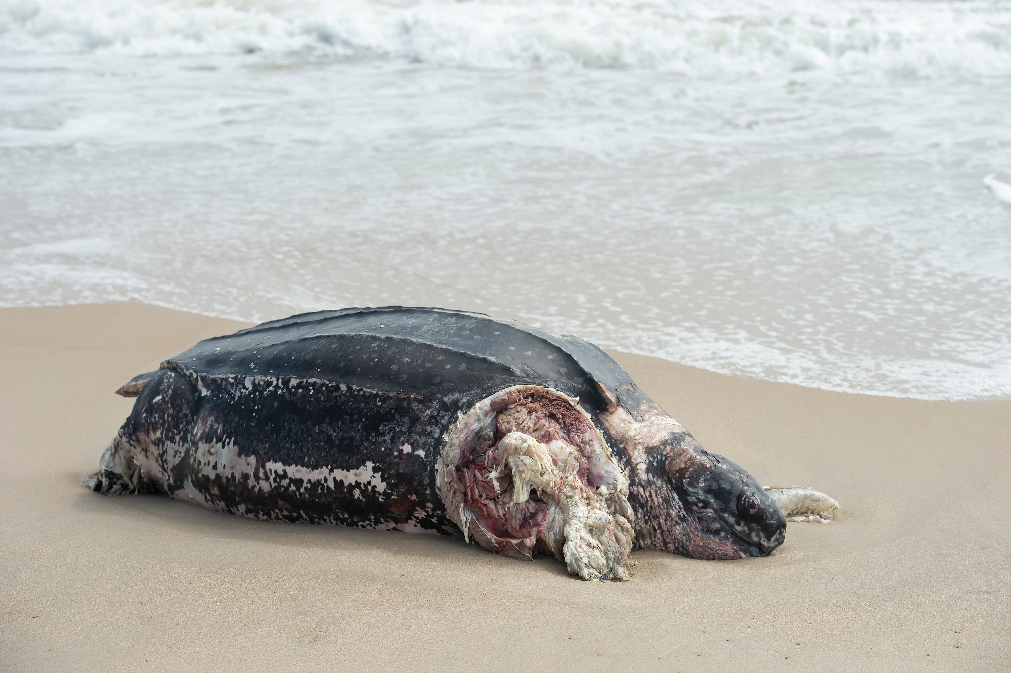 news leatherback turtle