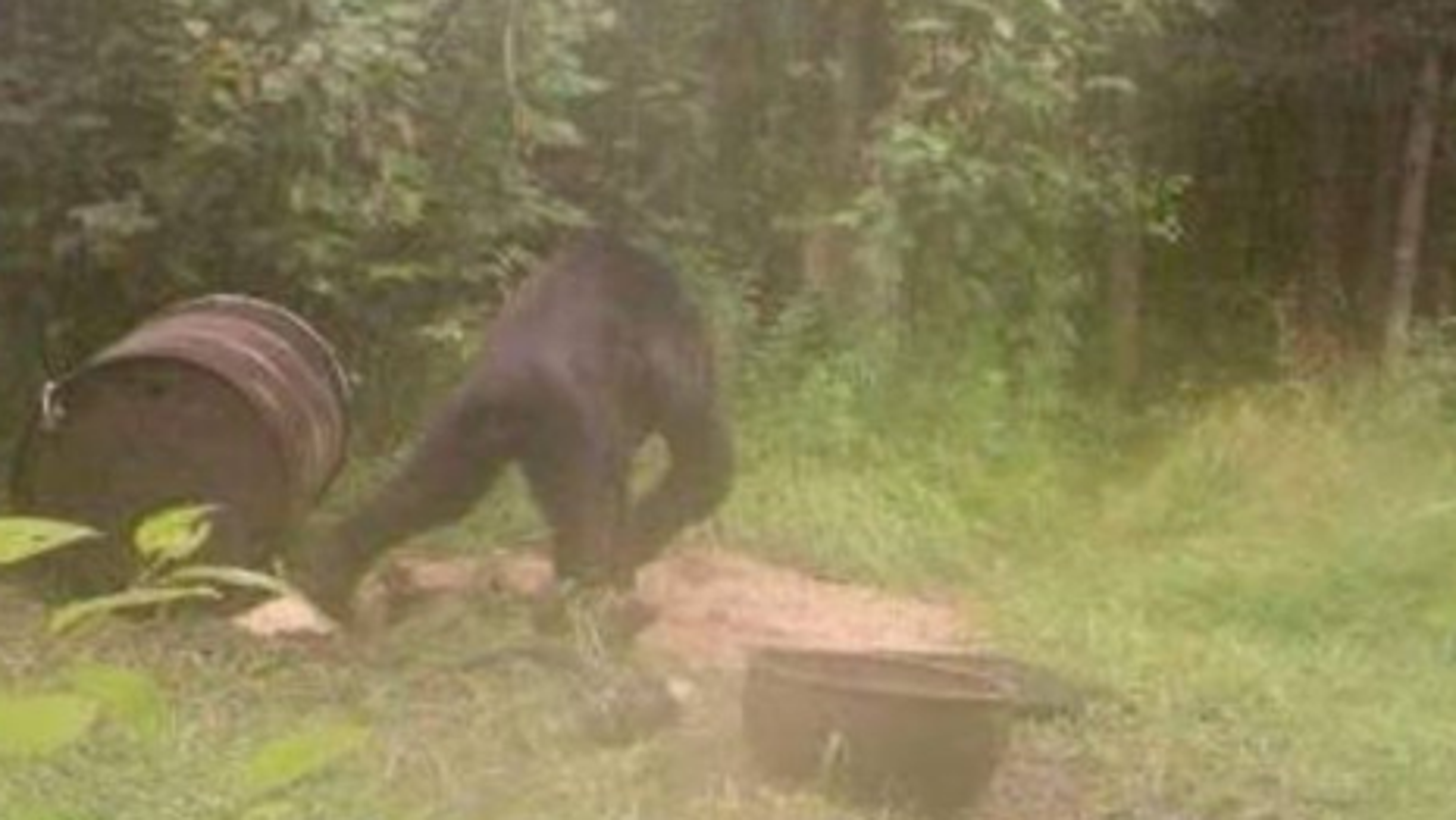 Bigfoot in the U.P.? Trail cam photo spurs debate