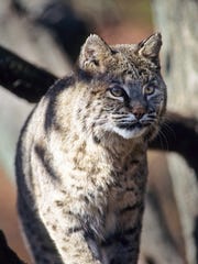 bobcats story resurgence comeback great bobcat dnr wisconsin estimated trappers grown involving ongoing population licensed species focus research projects two