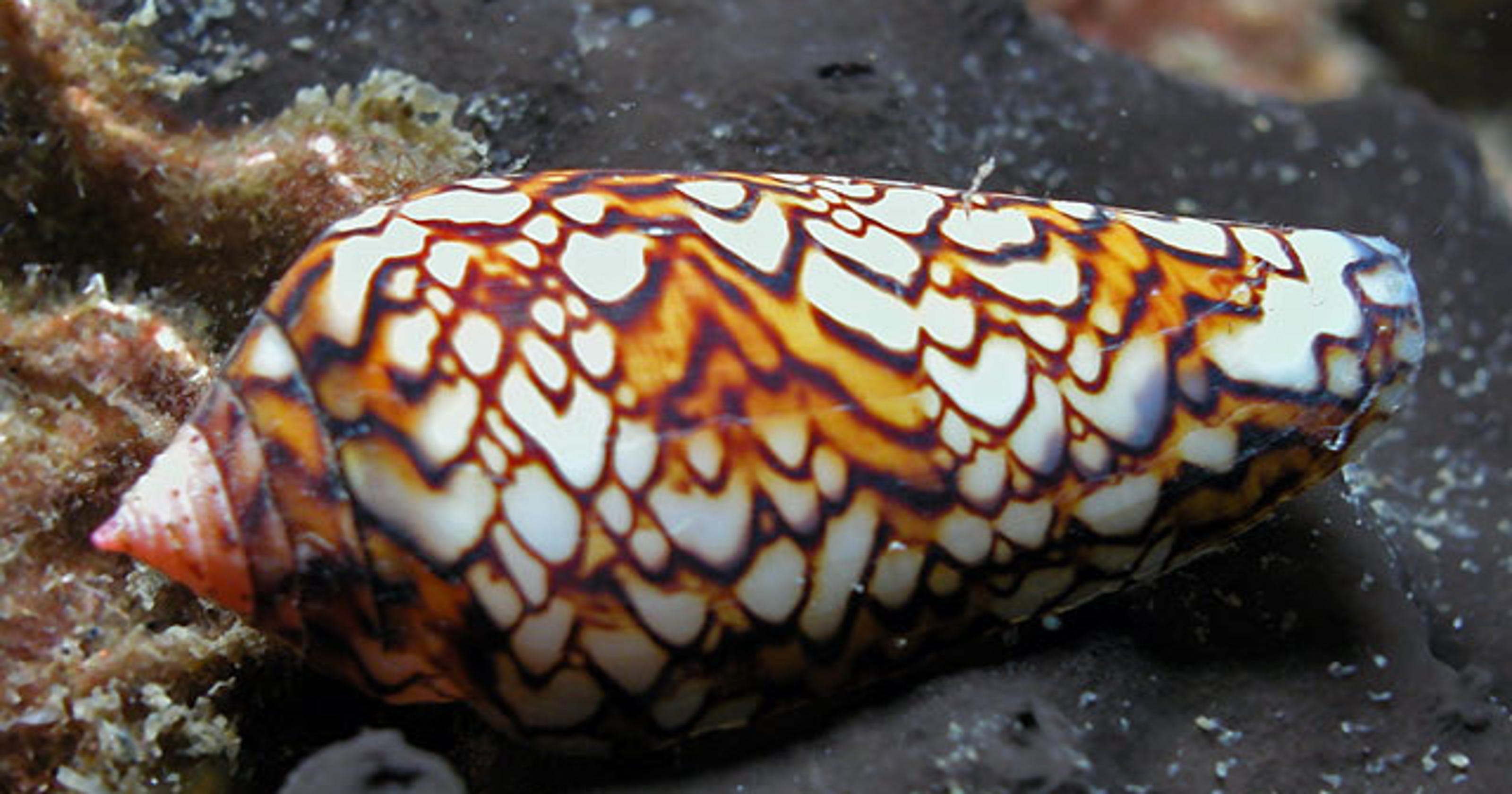 Ocean Facts Beautiful but deadly cone snails