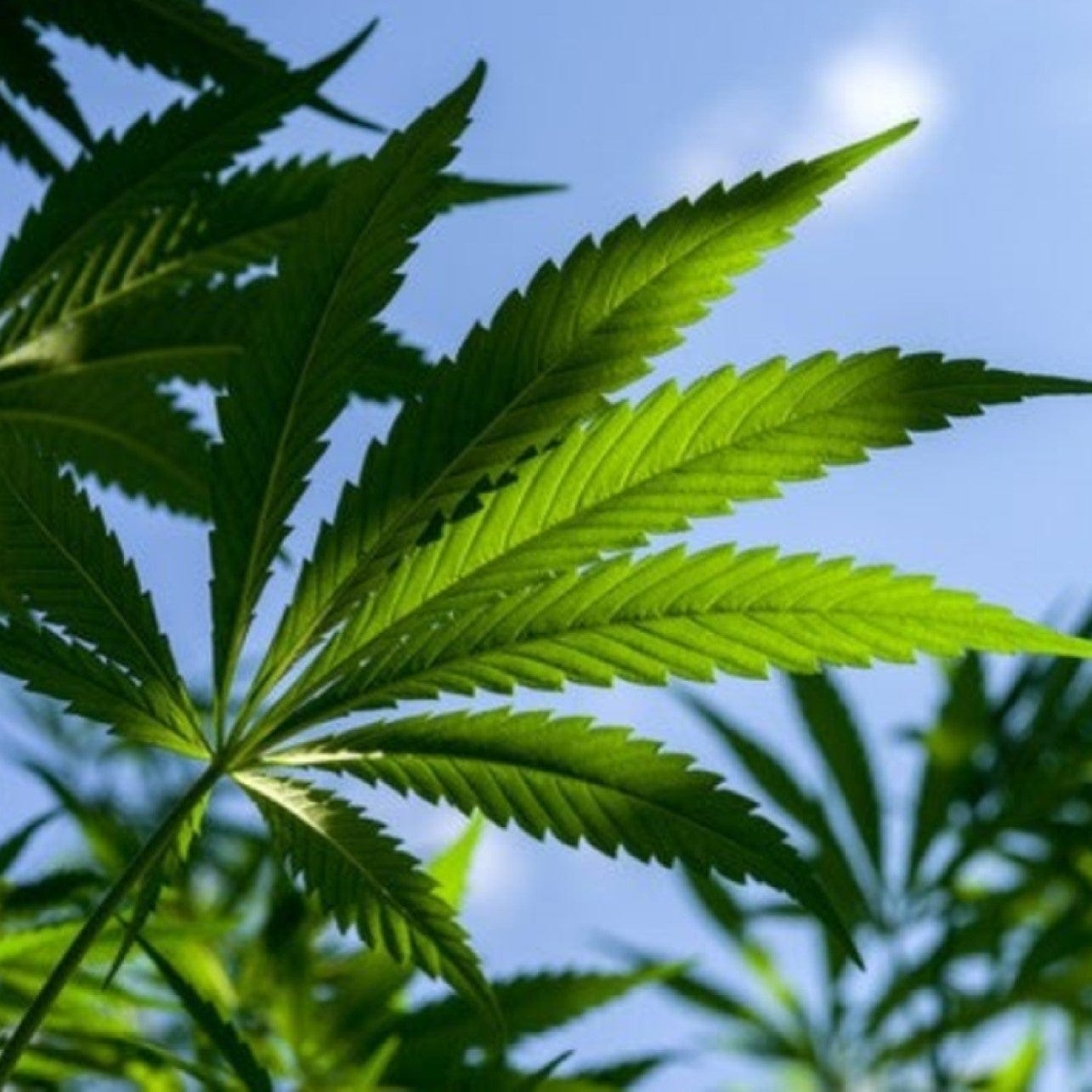 Several cannabis plants with blue sky in background.